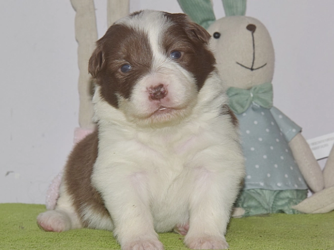 Border Collie puppy for sale