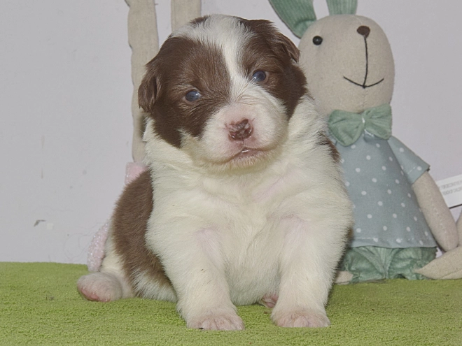 Border Collie puppy for sale