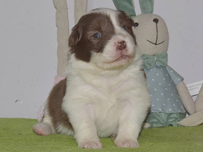 Border Collie puppy for sale