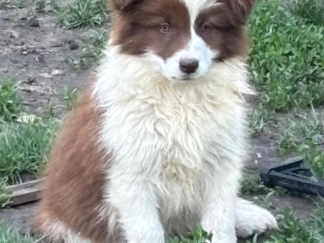 Border Collie puppy for sale