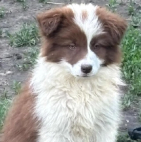 Border Collie Welpe kaufen