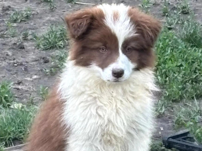 Border Collie puppy for sale