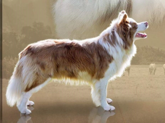 Border Collie puppy for sale