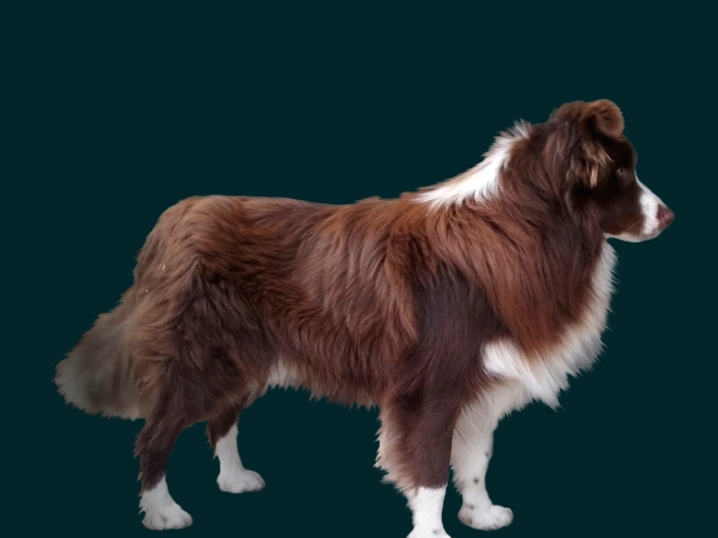 Border Collie Welpe zu verkaufen