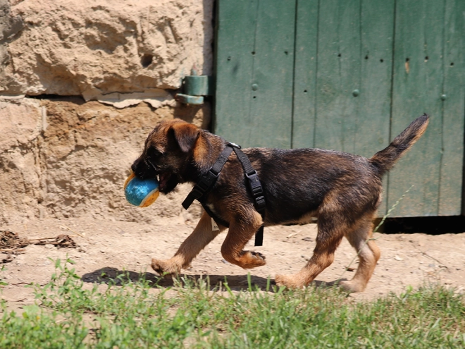 Border Terrier Welpe zu verkaufen