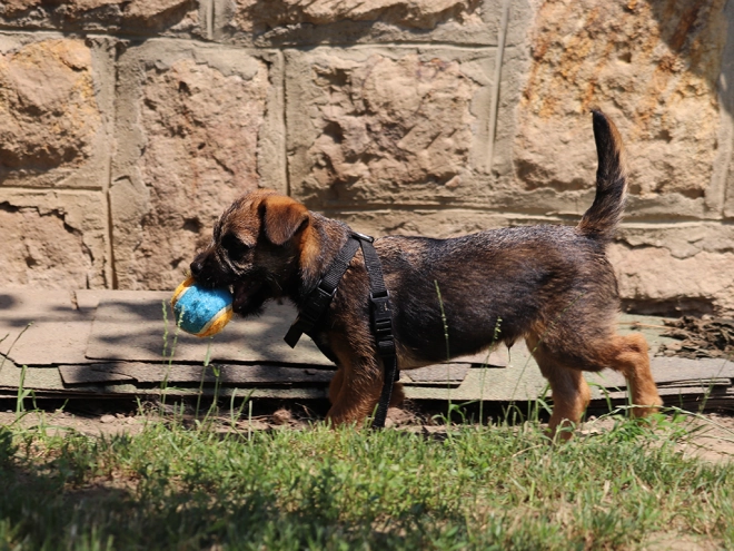 Border Terrier Welpe zu verkaufen