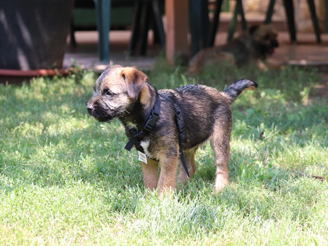 Border Terrier Welpe zu verkaufen