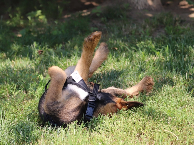 Border Terrier Welpe zu verkaufen