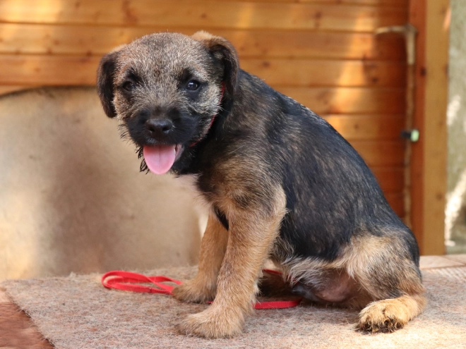 Border Terrier Welpe zu verkaufen