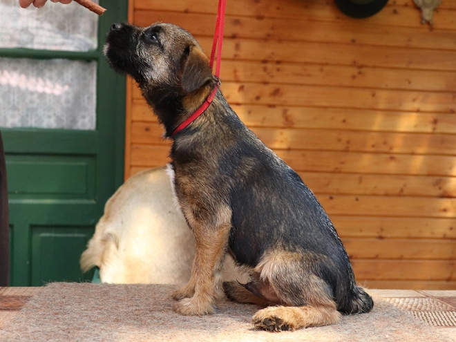 Border Terrier Welpe zu verkaufen