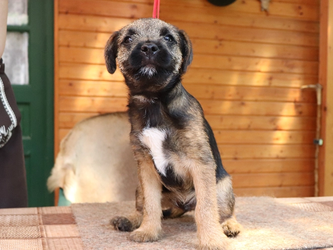 Border Terrier Welpe zu verkaufen
