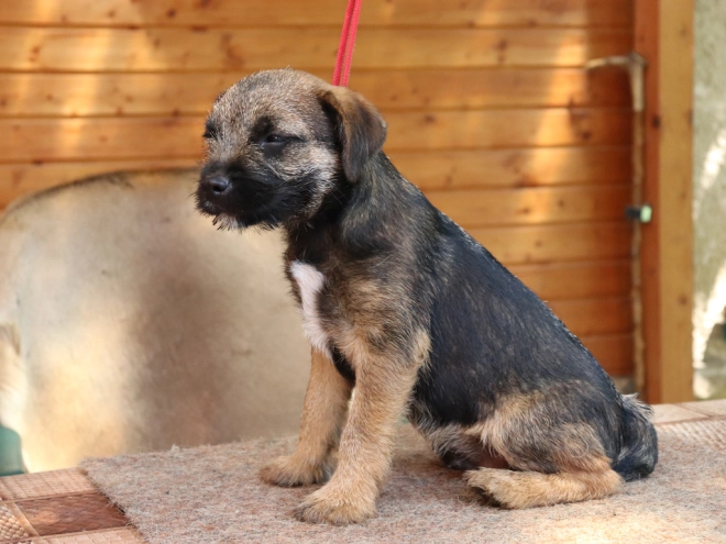 Border Terrier Welpe zu verkaufen