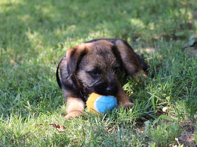 Border Terrier Welpe zu verkaufen