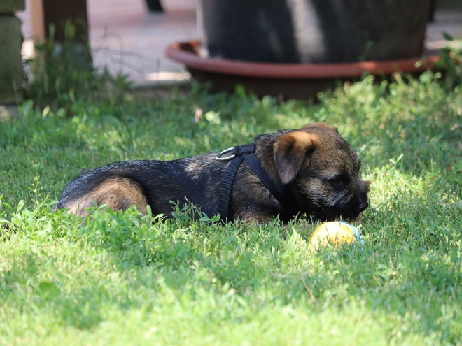 Border Terrier Welpe zu verkaufen