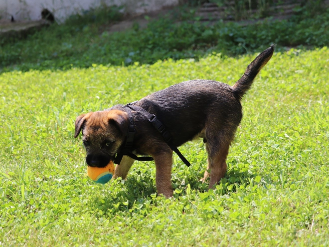 Border Terrier Welpe zu verkaufen