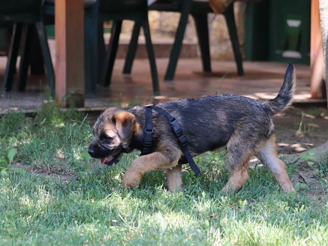 Border Terrier Welpe zu verkaufen