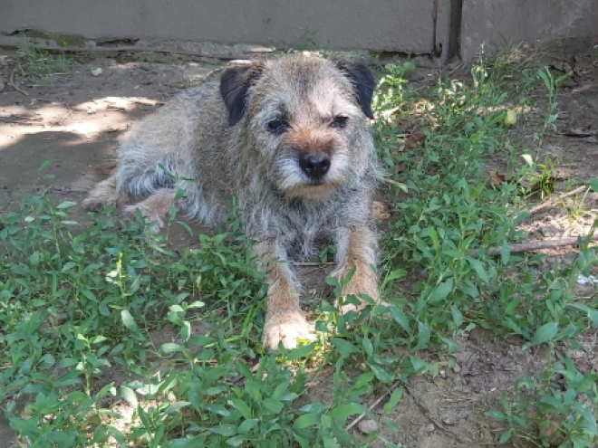Border Terrier Welpe zu verkaufen