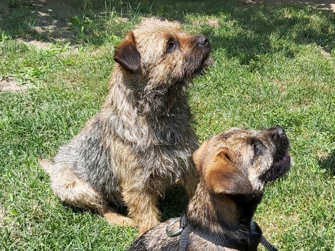 Border Terrier Welpe zu verkaufen