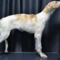 Akvarel, white with markings Barsoi Welpen kaufen