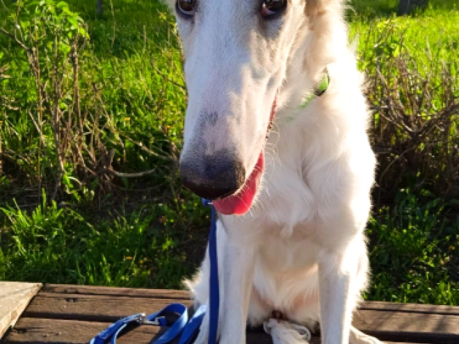 Perros Borzoi en venta
