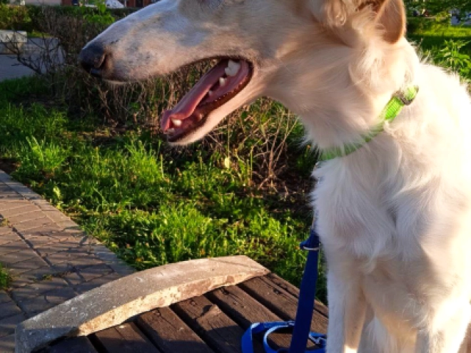 Perros Borzoi en venta