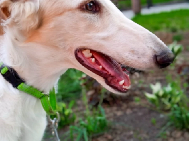 Perros Borzoi en venta