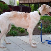 Akvarel, white with markings Barsoi Welpen kaufen