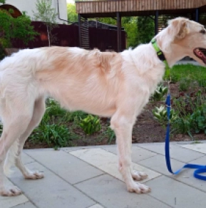 Perros Borzoi en venta