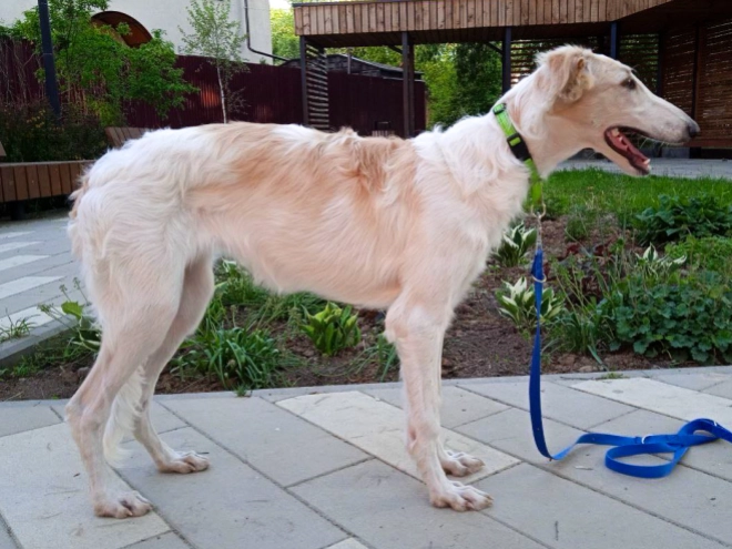 Perros Borzoi en venta