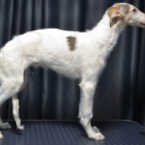 Avery, white with markings Barsoi Welpen kaufen