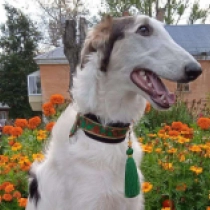 Avery, white with markings Barsoi Welpen kaufen