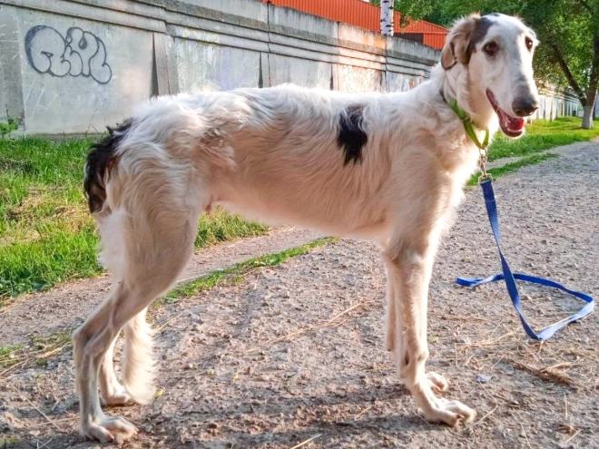 Perros Borzoi en venta