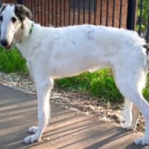 Avery, white with markings Borzoi for sale