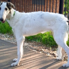 Perros Borzoi en venta