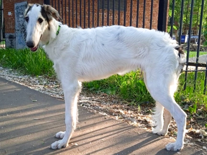 Perros Borzoi en venta