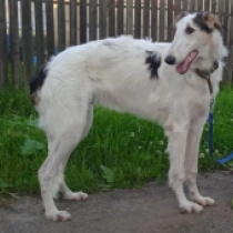 Avery, white with markings Borzoi en venta