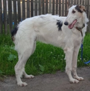 Borzoi puppy for sale