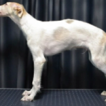 Asafii, white with markings Barsoi Welpen kaufen