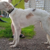 Asafii, white with markings Borzoi for sale