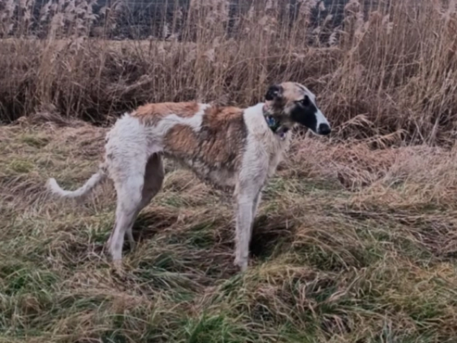 Borzoi puppy for sale