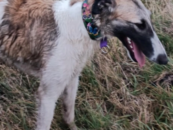 Borzoi puppy for sale