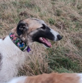 Perros Borzoi en venta