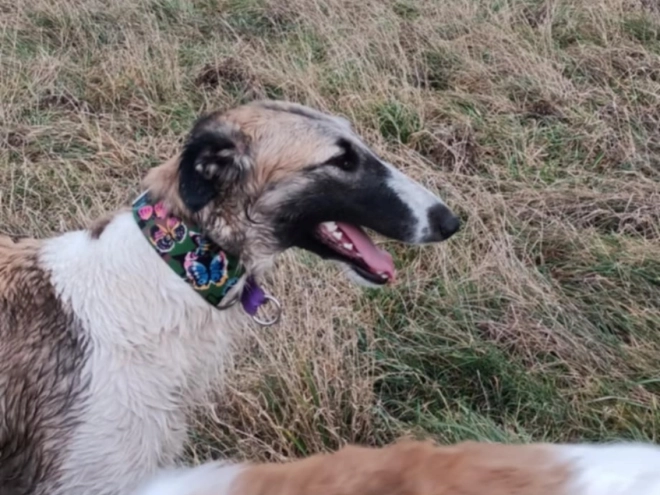 Borzoi puppy for sale