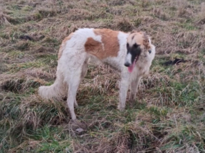 Borzoi puppy for sale