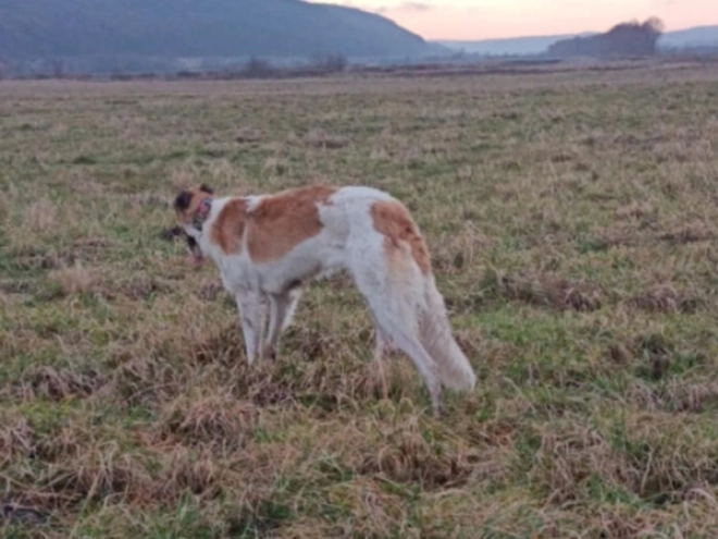 Borzoi puppy for sale