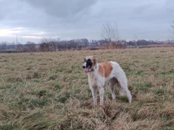 Borzoi puppy for sale