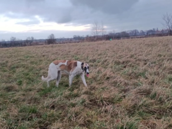Borzoi puppy for sale