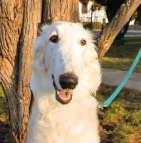 Perros Borzoi en venta