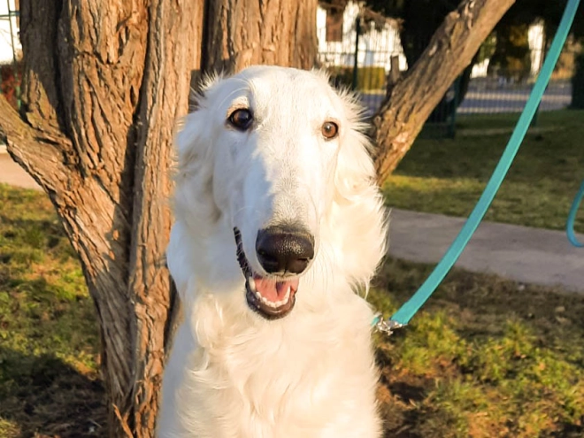 Perros Borzoi en venta