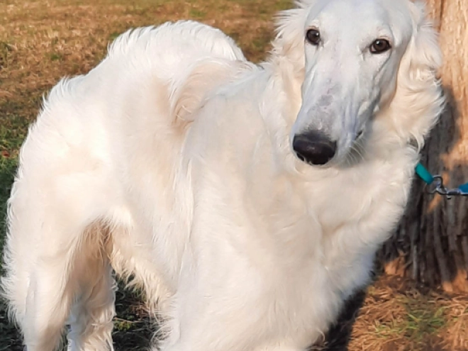 Perros Borzoi en venta